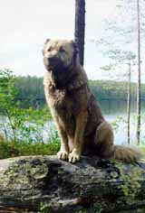 ���� ����